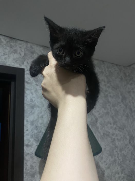 Отдам котят в добрые руки