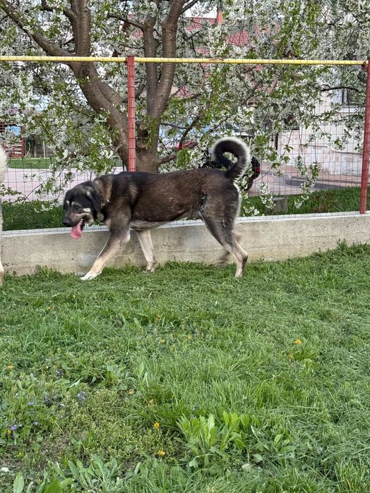 De vânzare oi și berbec