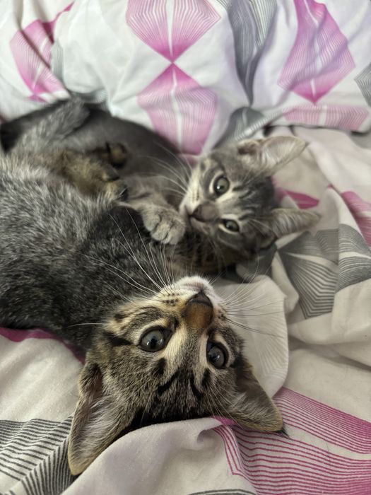pui de pisici dau spre adoptie