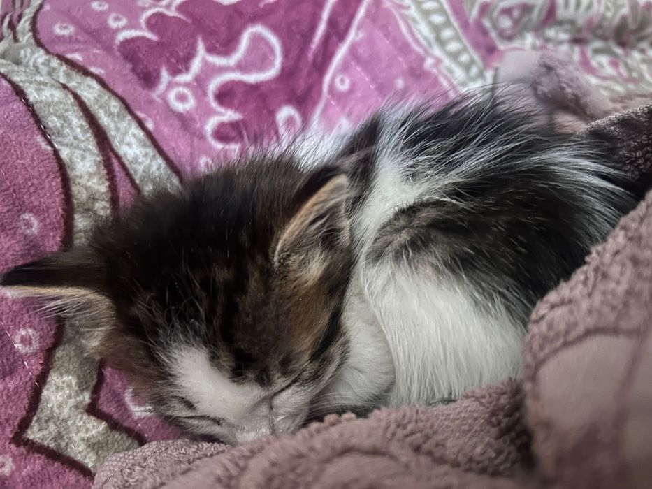 котенок 2 месяца,мальчик