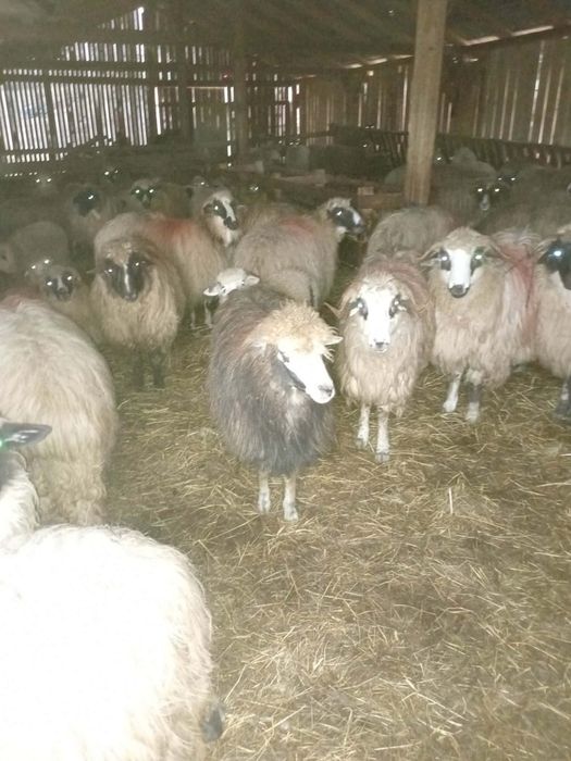 De vânzare 25 de oi si un cârlan oi frumoase bună De lapte