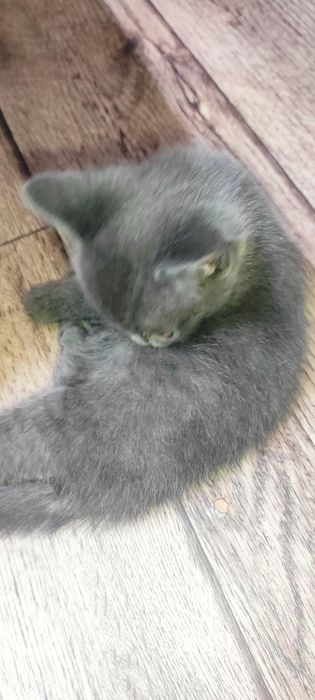 Дарю очень милого котёнка.