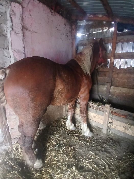 Mânz de 3 ani de vânzare