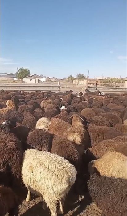 Еркек ургашы аралас козы