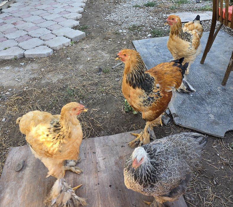 Продам полевую браму