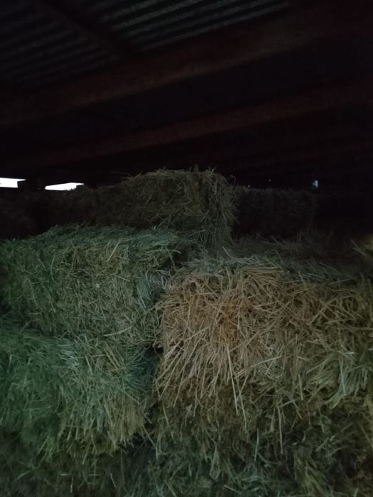 продам ячмень в тюках