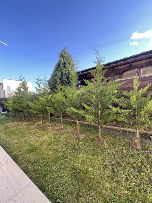 Vand leilandy mari si vigurosi leilandii pomisori de gradina ornamentali