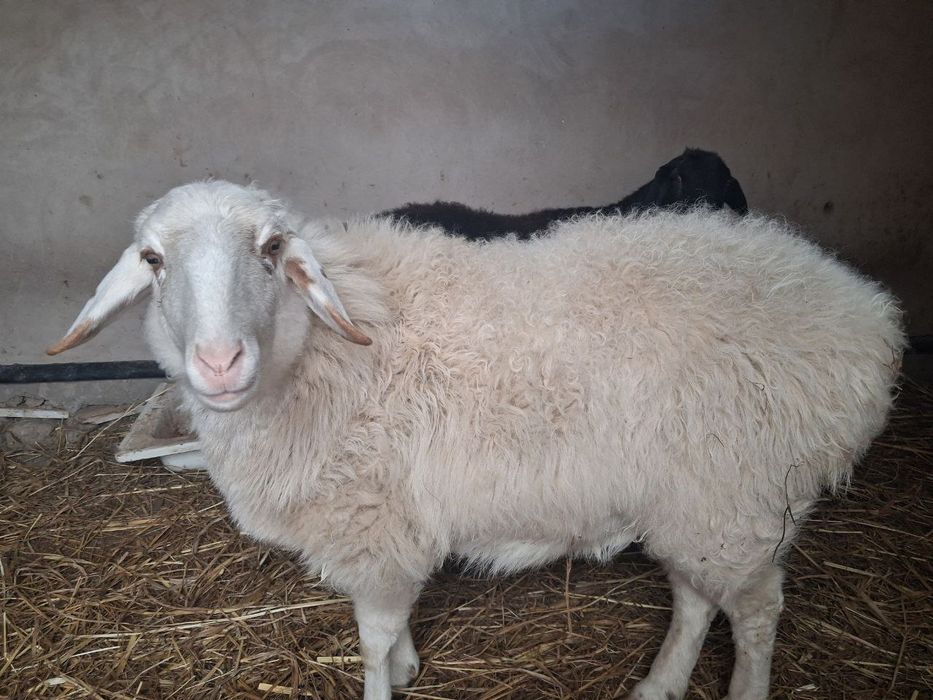 Семиз, пародалы кой сатылады