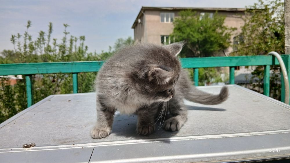 В добрые ручки отдаём хороших котят