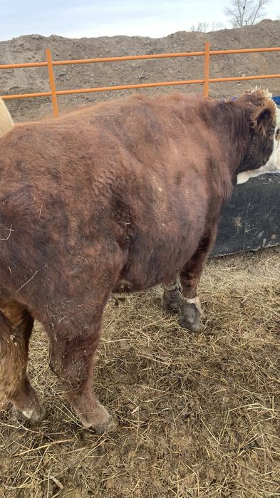 Продам Бычков с откорма 40 голов