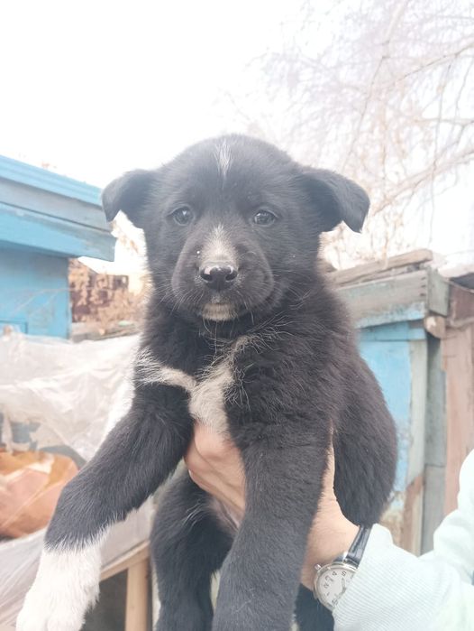 Хотят найти дом и добрых хозяев