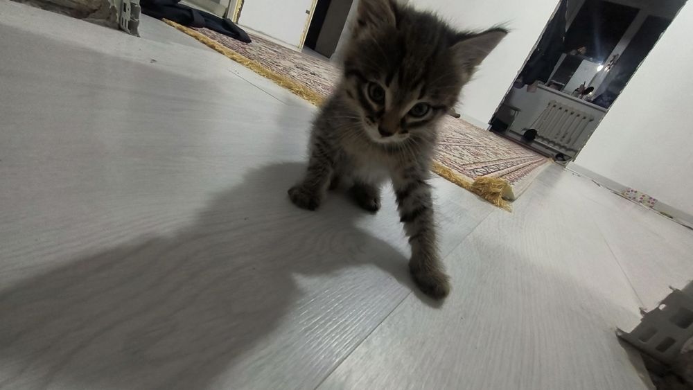 Котенок в добрые руки