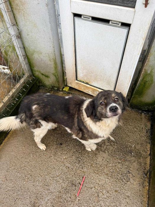 Adopta un caine - un sufletel are nevoie de stapan!