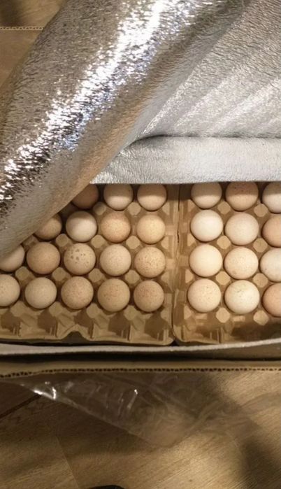 Свежие яйца индюков