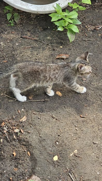 котята крысыловы