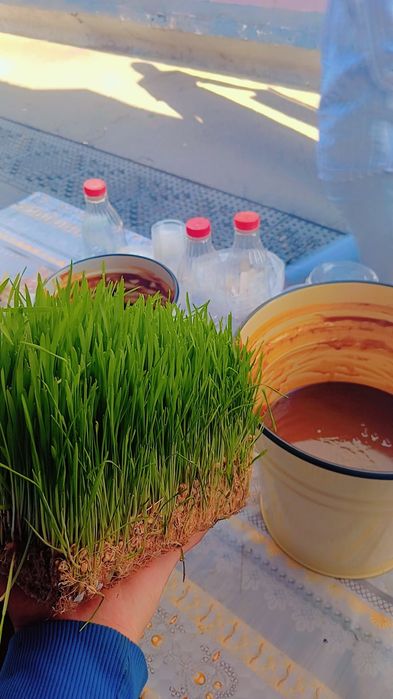 Sumalak Zakasga pishirib beramiz...