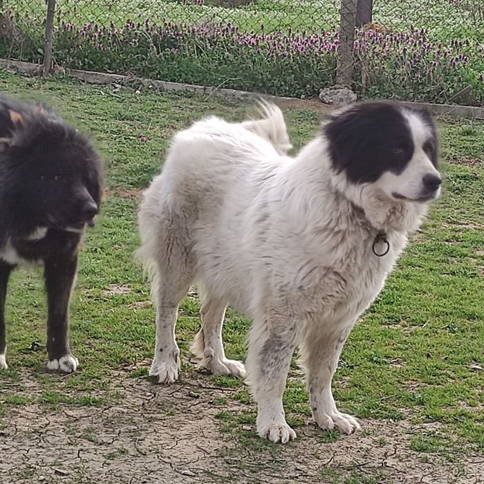 Продавам майка, баща и  син