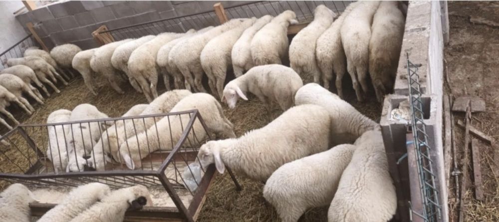 Агне / АГНЕТА за Великден