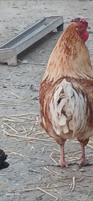 Vand cocosi tineri