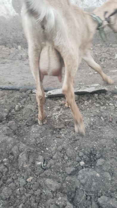 Продается дойная коза