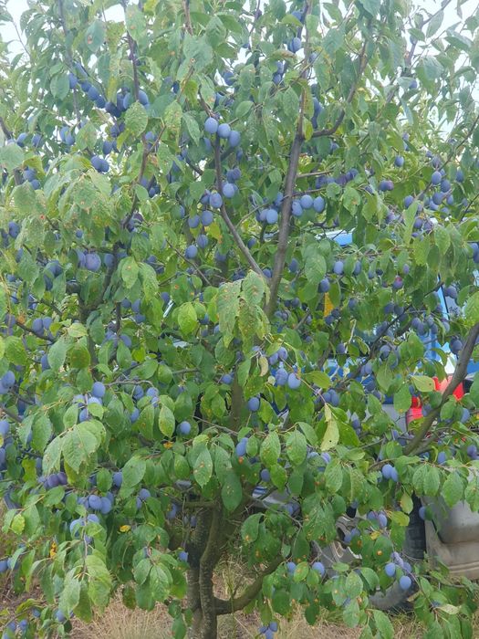 Prune de consum!!! Stanley Bluefree Bistritene