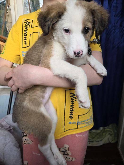 Хороший щенок ищет хозяина