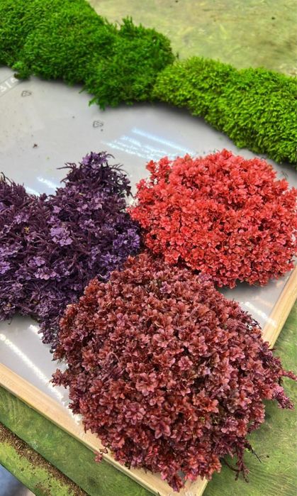 Стабилизированные растения в декоре