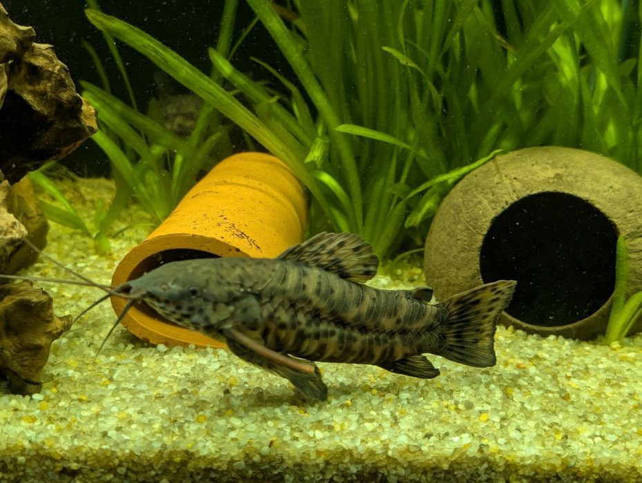 Продам аквариумную рыбу