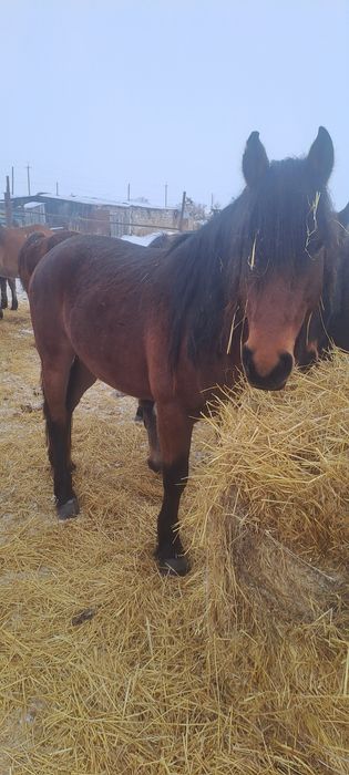 Продам жеребца для табуна