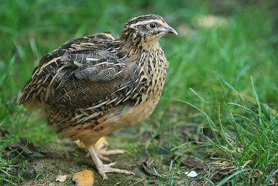 Пъдпъдъци/ Пъдпъдъчи яйца