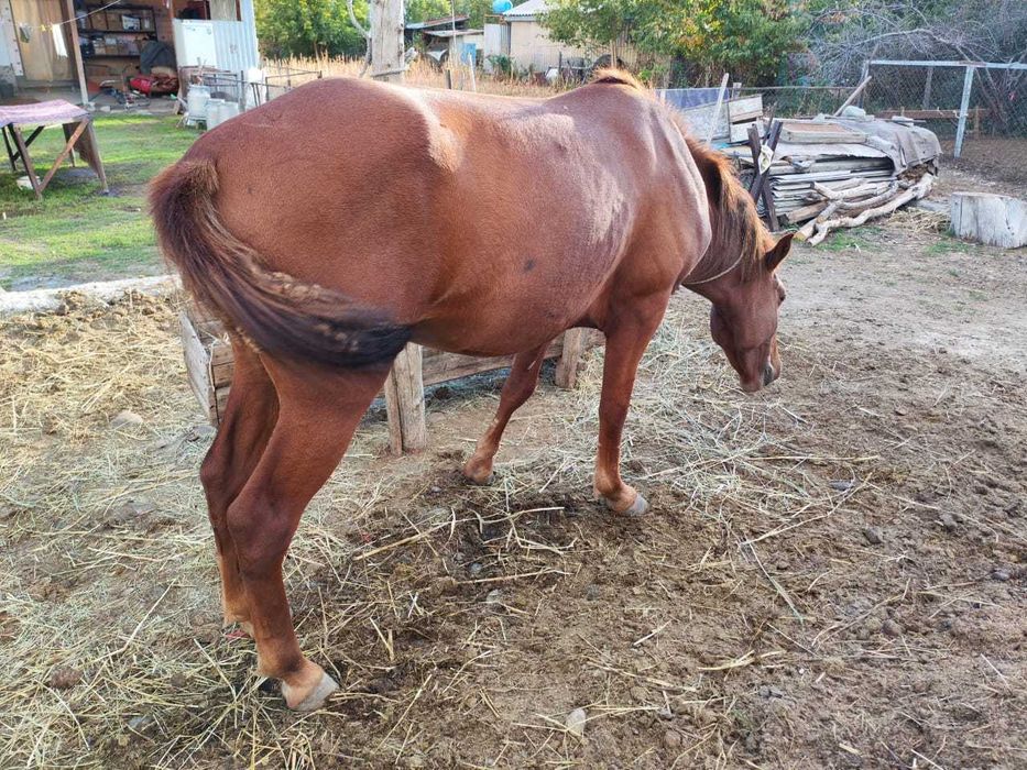 Конь 3 года, Жеребец.