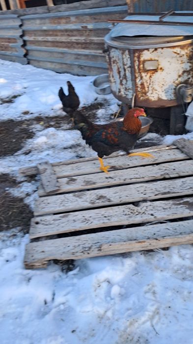 Дакан курица и петух