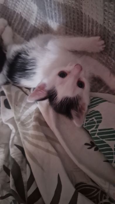 Отдам котят девочки,к лотку приучены.