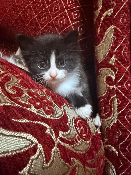 Отдам котят красивых