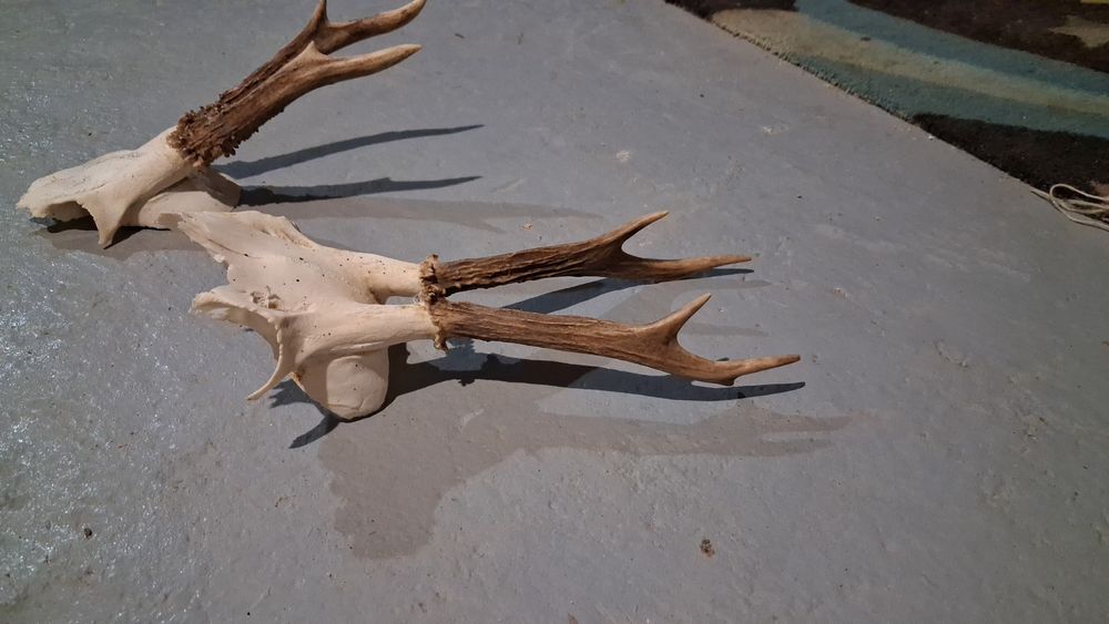 Trofee caprior  50 de lei buc