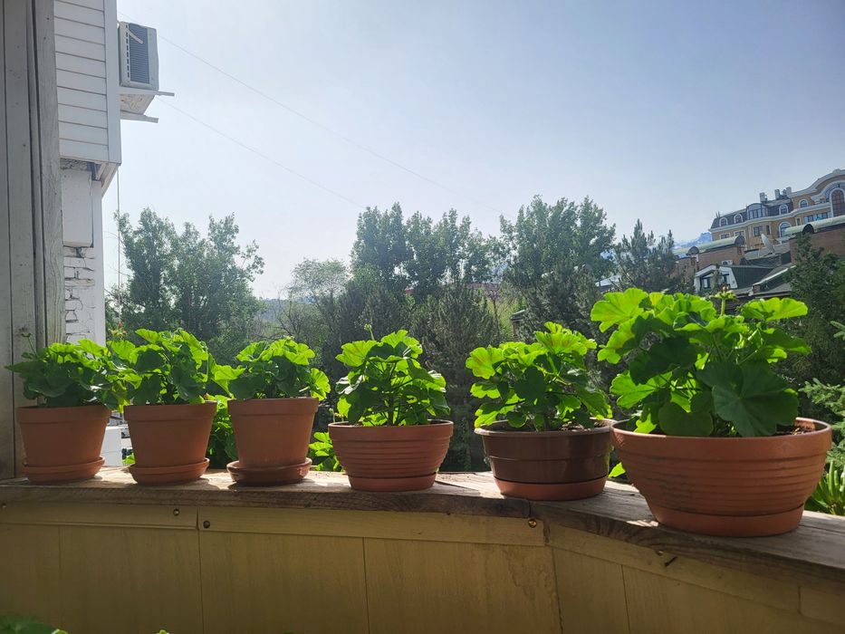 Розебудная пеларгония ROSE