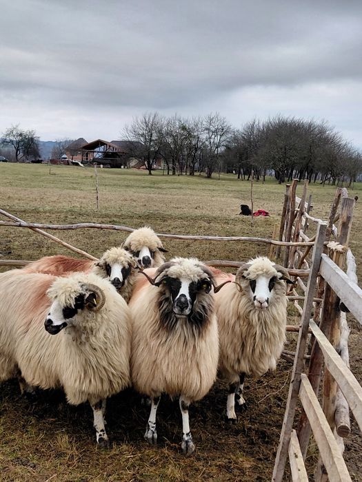 De venzare 5 oi oachese