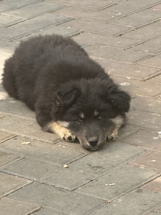 Щенки в добрые руки