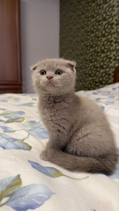Pisica Scottish fold