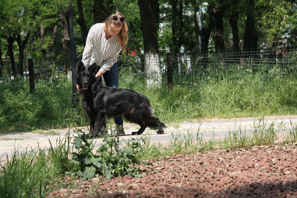 Немецкие овчарки Одинцовой