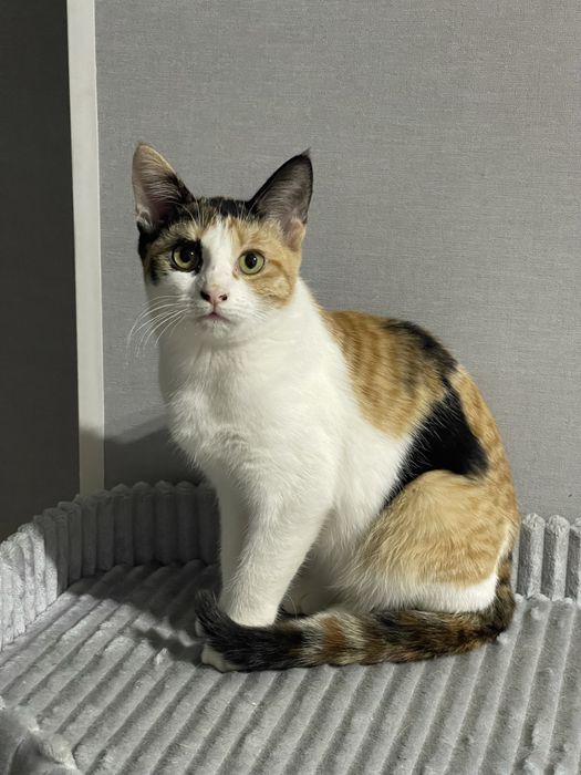 Кошечка подросток  Ищет дом Срочно