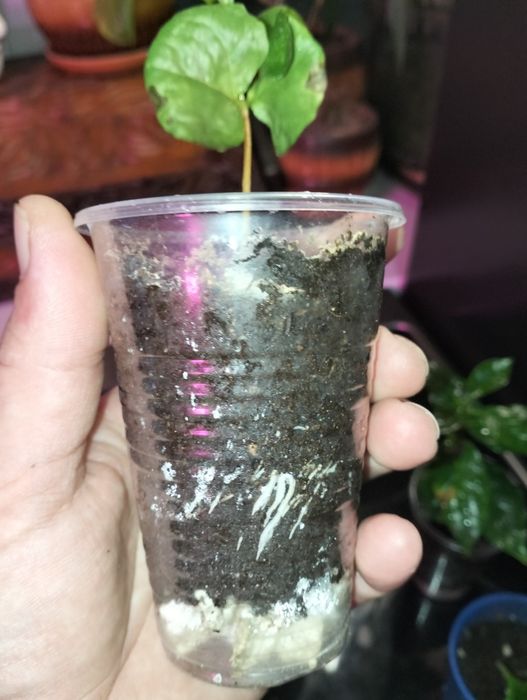 Продам цветы с хорошей корневой.