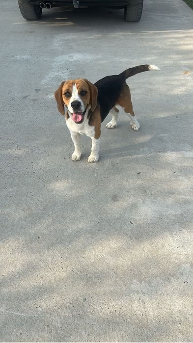 Caine de rasa - BEAGLE