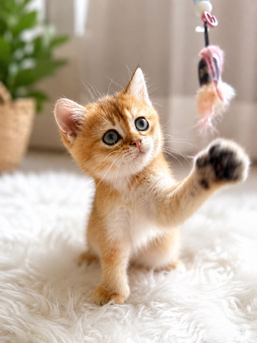 Кошки, Шиншилла золотистая