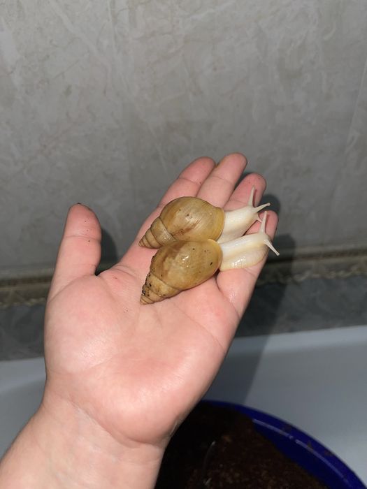 Ideal bogan Ulitkala sotuvda borr