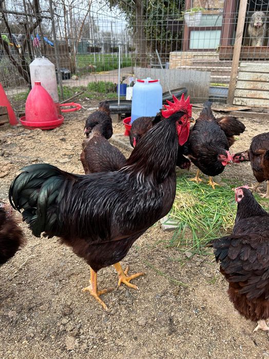 Puisori și ouă Rhode Island