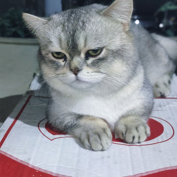 Vyazka Manchikin qiz mushuklani taklif qiladi.