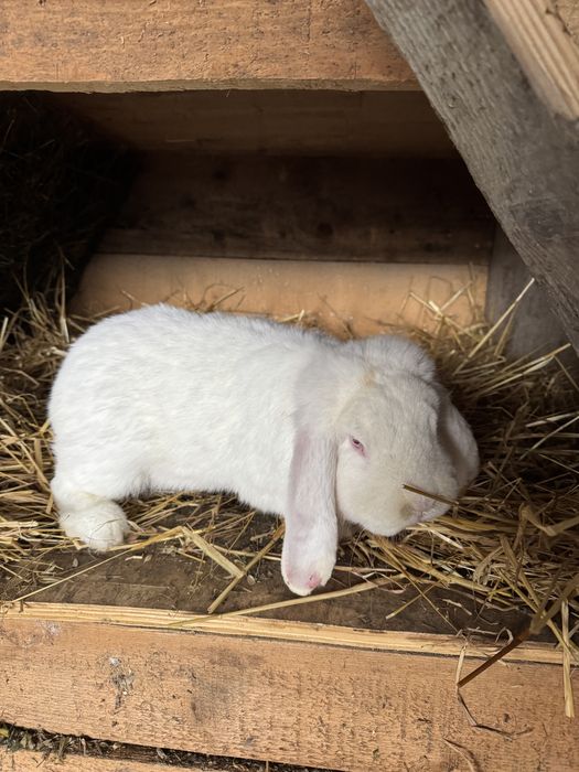 Doi masculi de vanzare 150 bucata  negociabil