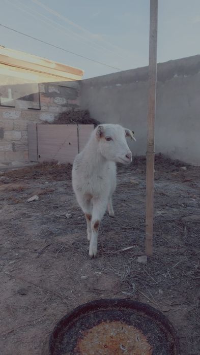 Занен лақтары сатылады