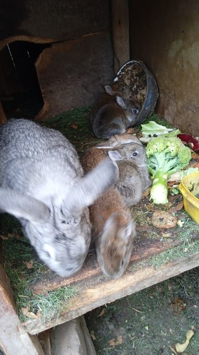 Продаются крольчата по  35000 тысячь сумов